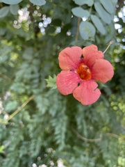 Campsis radicans