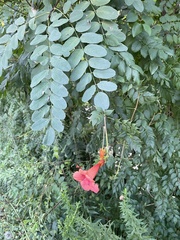 Campsis radicans