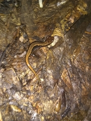 Eurycea wilderae