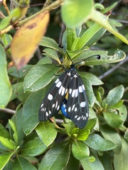 Eterusia aedea formosana