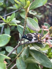 Eterusia aedea formosana