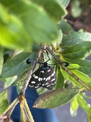 Eterusia aedea formosana