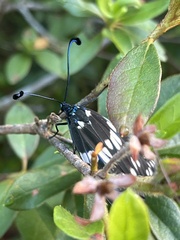 Eterusia aedea formosana