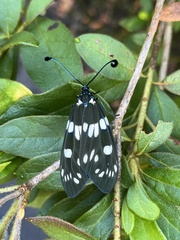 Eterusia aedea formosana