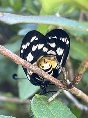 Eterusia aedea formosana