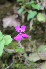 Pinguicula moranensis