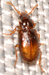 Mioptachys flavicauda