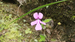 Pinguicula moranensis