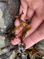 Odonthalia floccosa