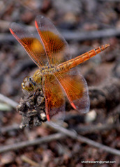 Brachythemis contaminata
