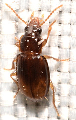 Mioptachys flavicauda