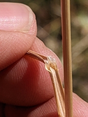 Bromus marginatus