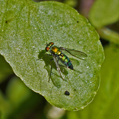 Condylostylus longicornis