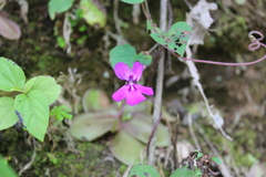 Pinguicula moranensis