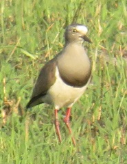 Vanellus melanopterus minor