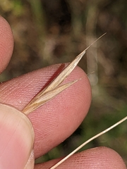 Bromus marginatus