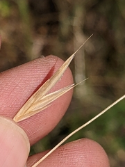 Bromus marginatus