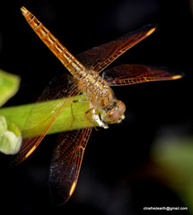 Brachythemis contaminata