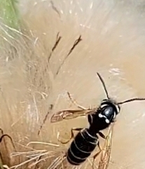 Vespula consobrina