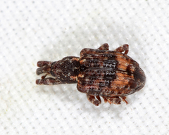 Conotrachelus aratus