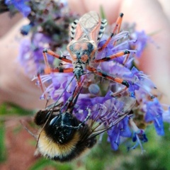 Rhynocoris punctiventris