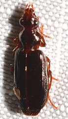 Plochionus timidus