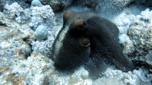 Day Octopus — seen at this dive site