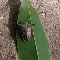 Pentatomidae
