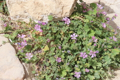 Magnoliopsida