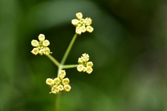 Donnellsmithia juncea