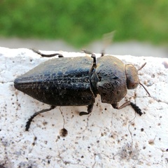 Capnodis tenebricosa