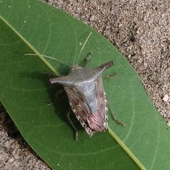 Pentatomidae