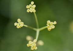 Donnellsmithia juncea