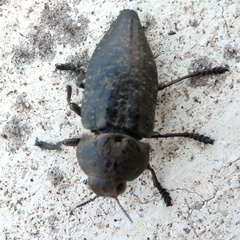 Capnodis tenebricosa