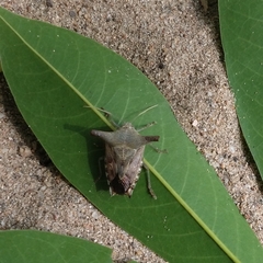 Pentatomidae