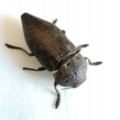 Capnodis tenebricosa