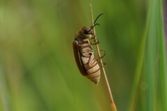 Epicauta batesii