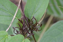 Matelea medusae