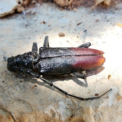 Cerambyx nodulosus