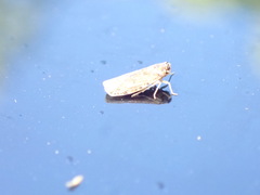 Synecdoche grisea