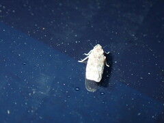 Synecdoche grisea