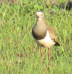 Vanellus melanopterus minor