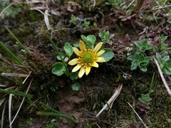 Oxygraphis polypetala