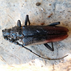 Cerambyx nodulosus