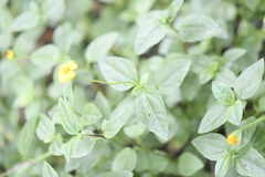Heliopsis buphthalmoides