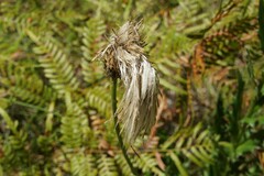 Cirsium lecontei