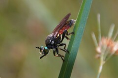 Lampria rubriventris