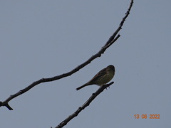 Emberiza citrinella
