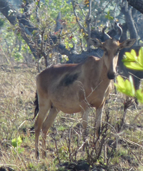 Alcelaphus buselaphus lichtensteinii