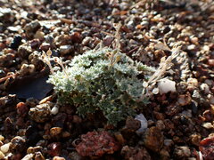 Draba densifolia